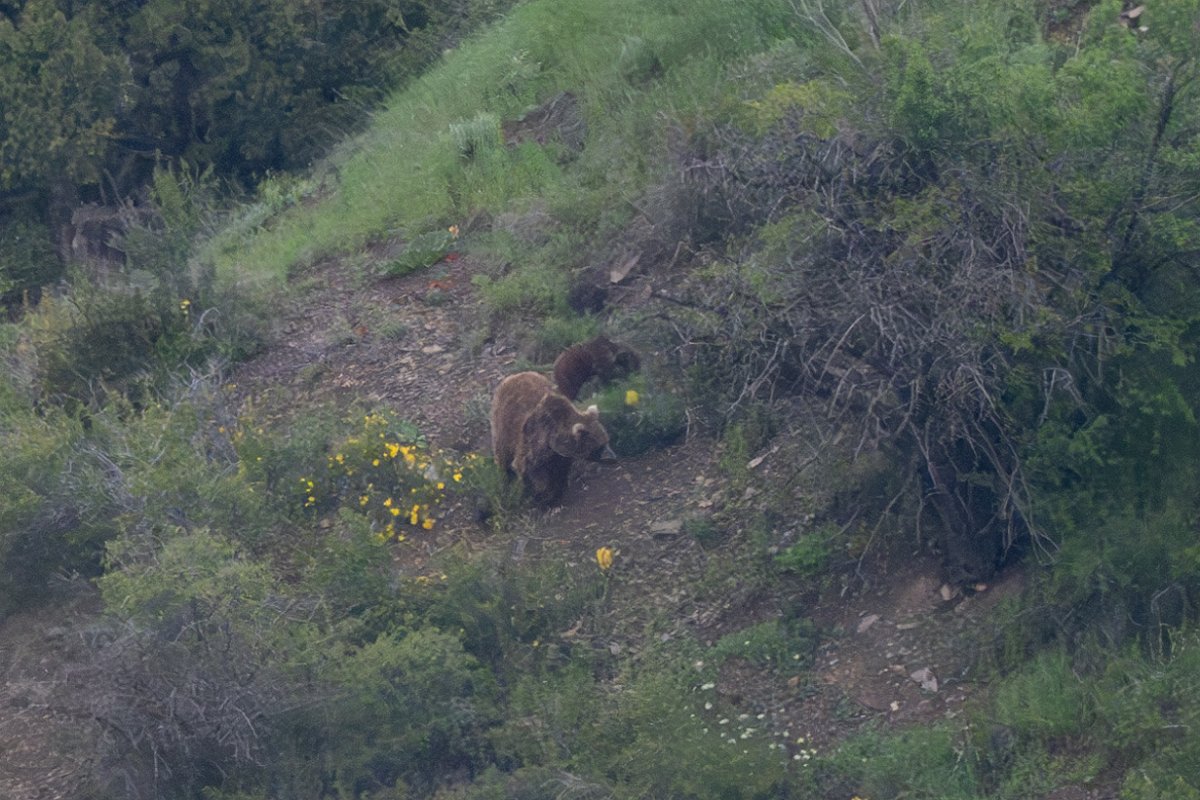 DPPhotography - Uzbekistan - Himalayan brown bear - A.jpg - Himalayan brown bear, Ursus arctos isabellinus - Zaamin National Park, Uzbekistan
