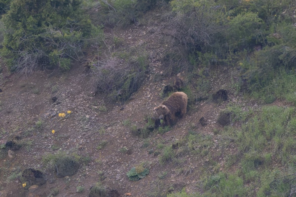DPPhotography - Uzbekistan - Himalayan brown bear - B.jpg - Himalayan brown bear, Ursus arctos isabellinus - Zaamin National Park, Uzbekistan