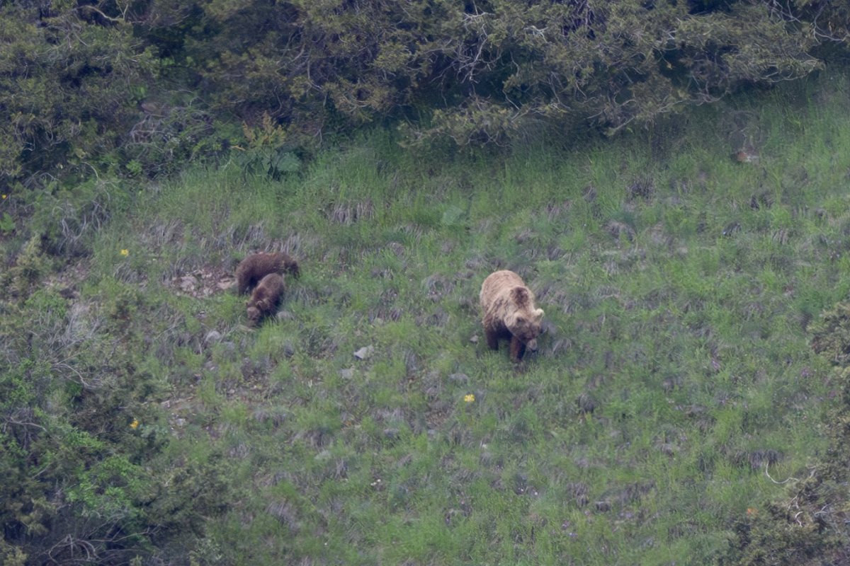 DPPhotography - Uzbekistan - Himalayan brown bear - D.jpg - Himalayan brown bear, Ursus arctos isabellinus - Zaamin National Park, Uzbekistan