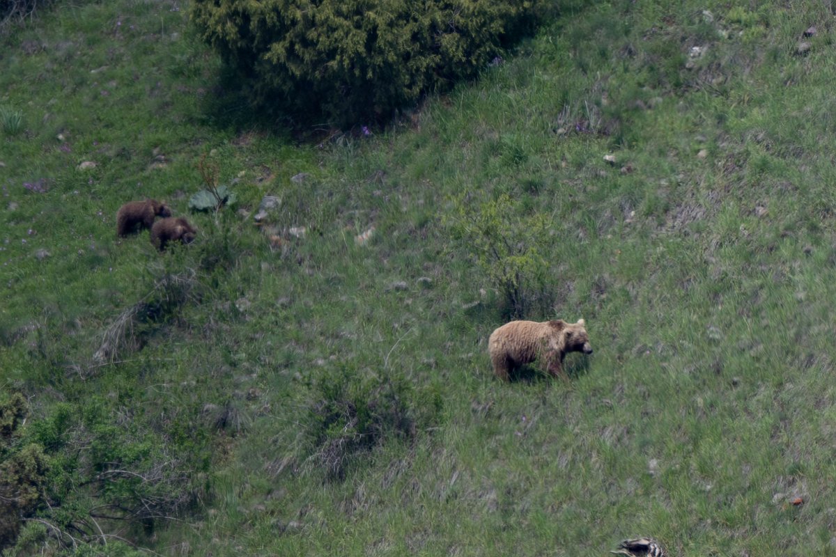 DPPhotography - Uzbekistan - Himalayan brown bear - E.jpg - Himalayan brown bear, Ursus arctos isabellinus - Zaamin National Park, Uzbekistan