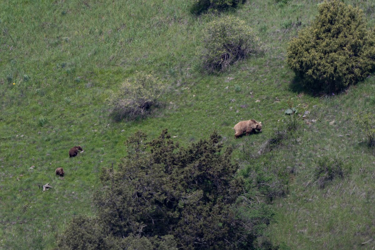 DPPhotography - Uzbekistan - Himalayan brown bear - I.jpg - Himalayan brown bear, Ursus arctos isabellinus - Zaamin National Park, Uzbekistan