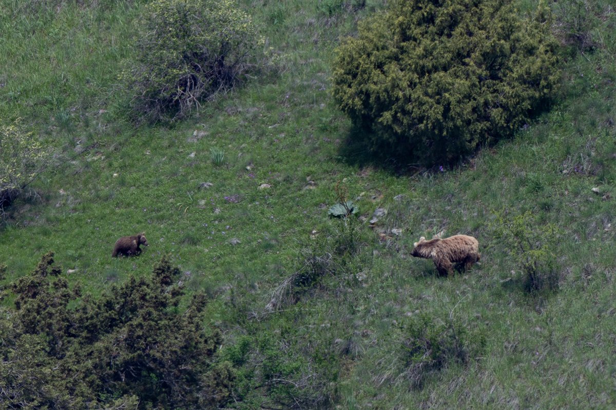 DPPhotography - Uzbekistan - Himalayan brown bear - J.jpg - Himalayan brown bear, Ursus arctos isabellinus - Zaamin National Park, Uzbekistan