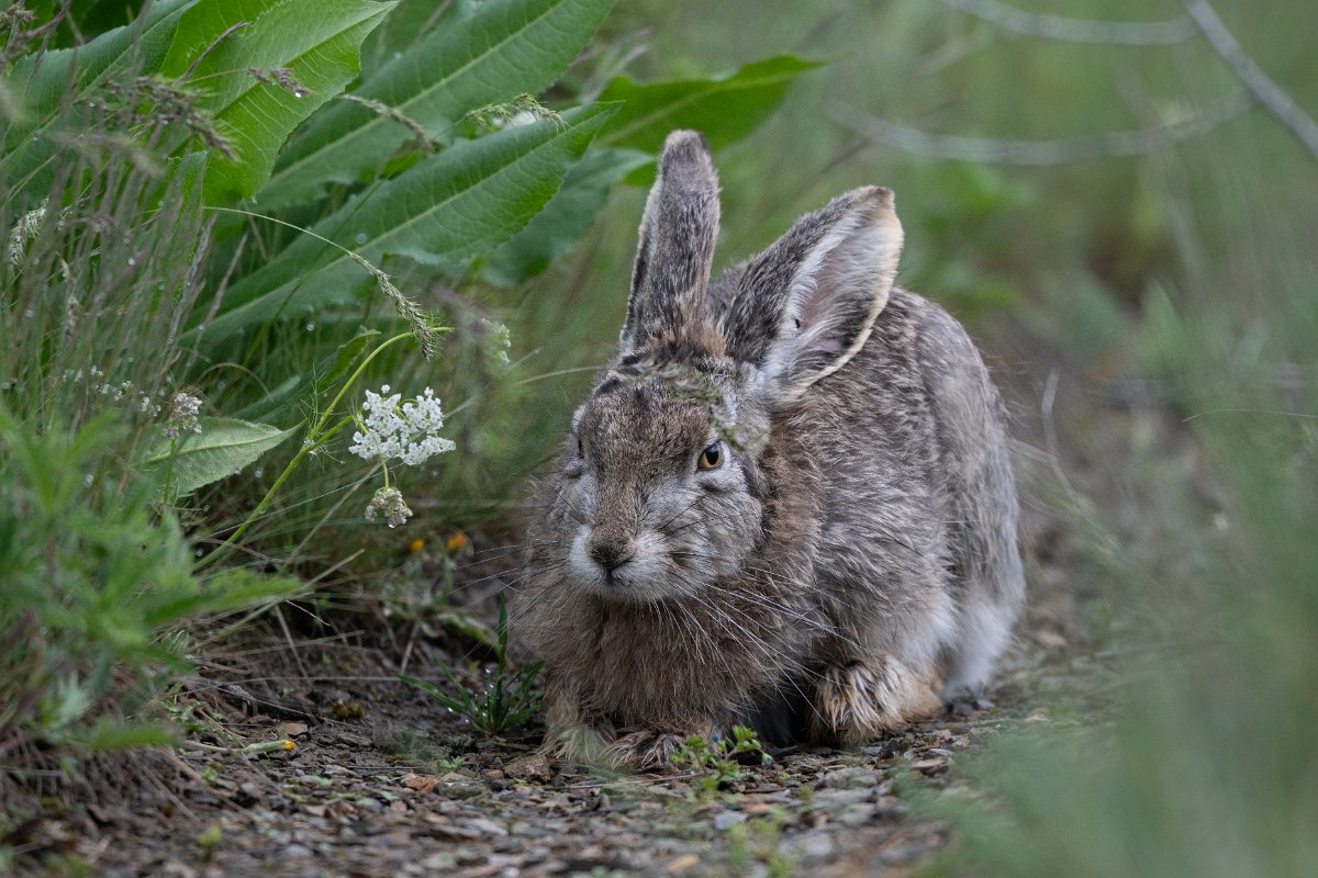 DPPhotography - Uzbekistan - Tolai hare - A.jpg - Tolai hare, Lepus tolai - Zaamin National Park, Uzbekistan
