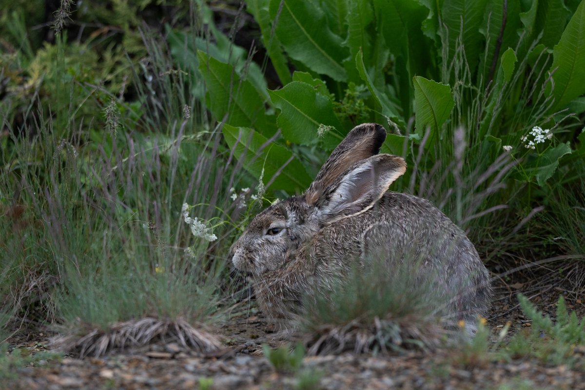 DPPhotography - Uzbekistan - Tolai hare - C.jpg - Tolai hare, Lepus tolai - Zaamin National Park, Uzbekistan