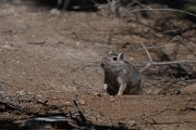 DPPhotography - Uzbekistan - Great gerbil - B