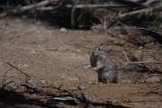 DPPhotography - Uzbekistan - Great gerbil - C