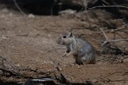 DPPhotography - Uzbekistan - Great gerbil - D