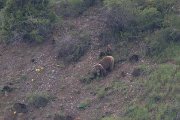 DPPhotography - Uzbekistan - Himalayan brown bear - B