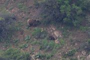 DPPhotography - Uzbekistan - Himalayan brown bear - C