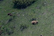 DPPhotography - Uzbekistan - Himalayan brown bear - E