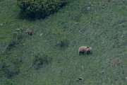 DPPhotography - Uzbekistan - Himalayan brown bear - F