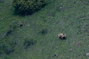 DPPhotography - Uzbekistan - Himalayan brown bear - G