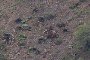 DPPhotography - Uzbekistan - Himalayan brown bear - H