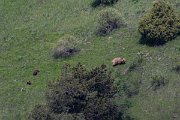 DPPhotography - Uzbekistan - Himalayan brown bear - I
