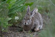 DPPhotography - Uzbekistan - Tolai hare - A