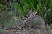 DPPhotography - Uzbekistan - Tolai hare - B