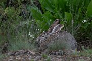 DPPhotography - Uzbekistan - Tolai hare - C