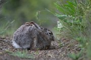 DPPhotography - Uzbekistan - Tolai hare - D
