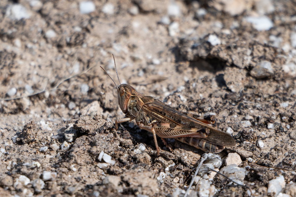 DPPhotography - Uzbekistan - Moroccan locust, Dociostaurus maroccanus - A.jpg - Moroccan locust, Dociostaurus maroccanu - Takhta-Karacha Pass, Uzbekistan