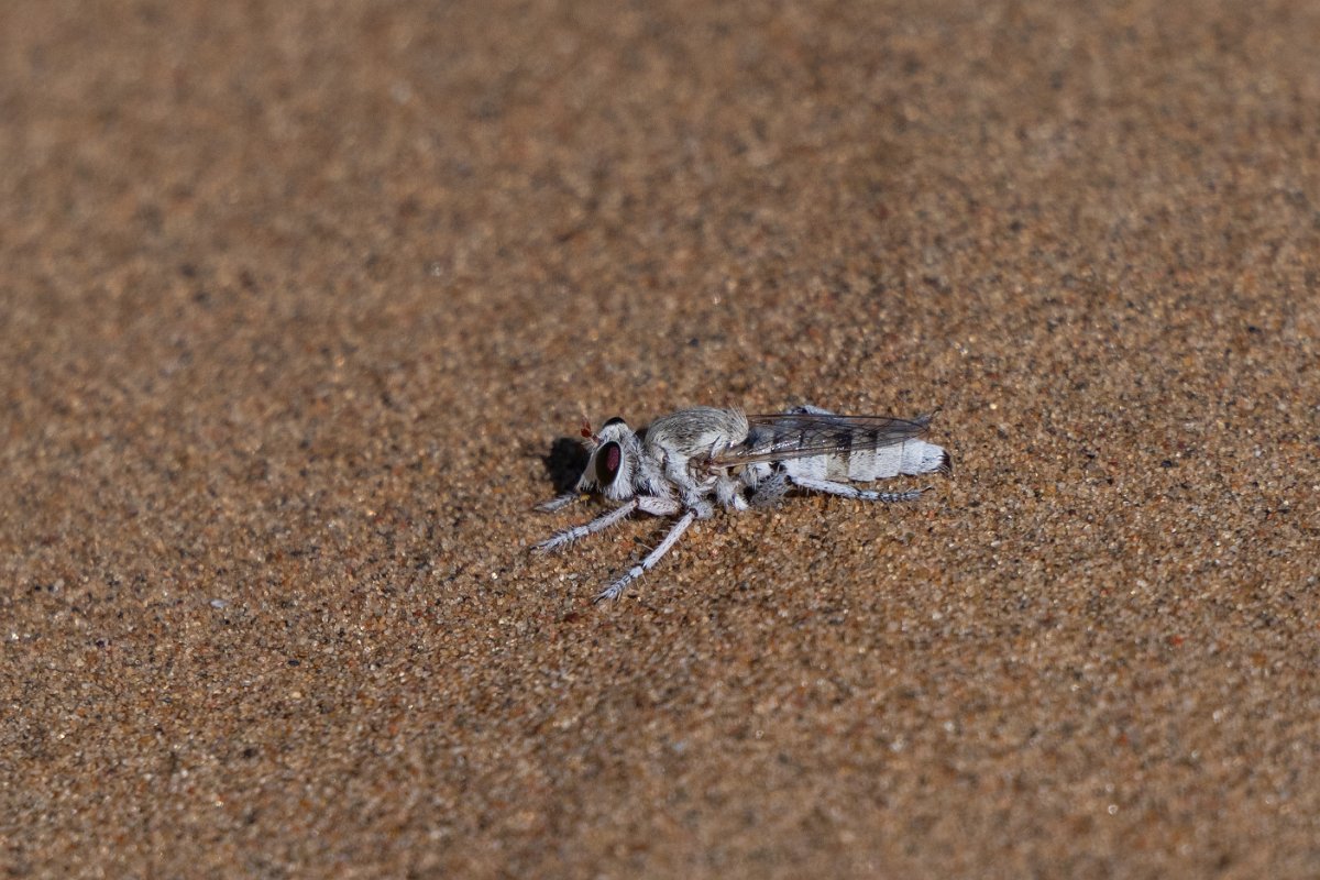 DPPhotography - Uzbekistan - a robberfly - A.jpg - a desert robberfly, Asilidae - Kyzylkum Desert, Uzbekistan