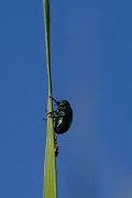 DPPhotography - Uzbekistan - Chrysochares asiaticus - A