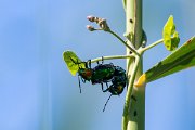 DPPhotography - Uzbekistan - Chrysochares asiaticus - B