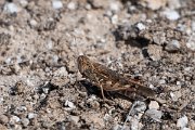 DPPhotography - Uzbekistan - Moroccan locust, Dociostaurus maroccanus - A