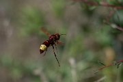 DPPhotography - Uzbekistan - Oriental hornet, Vespa orientalis - A