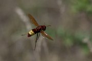 DPPhotography - Uzbekistan - Oriental hornet, Vespa orientalis - B