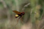 DPPhotography - Uzbekistan - Oriental hornet, Vespa orientalis - C