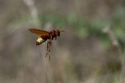 DPPhotography - Uzbekistan - Oriental hornet, Vespa orientalis - D
