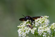 DPPhotography - Uzbekistan - Splay-footed Carpenter, Xylocopa valga - A