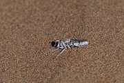 DPPhotography - Uzbekistan - a robberfly - A