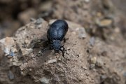 DPPhotography - Uzbekistan - oil beetle, Meloe - A