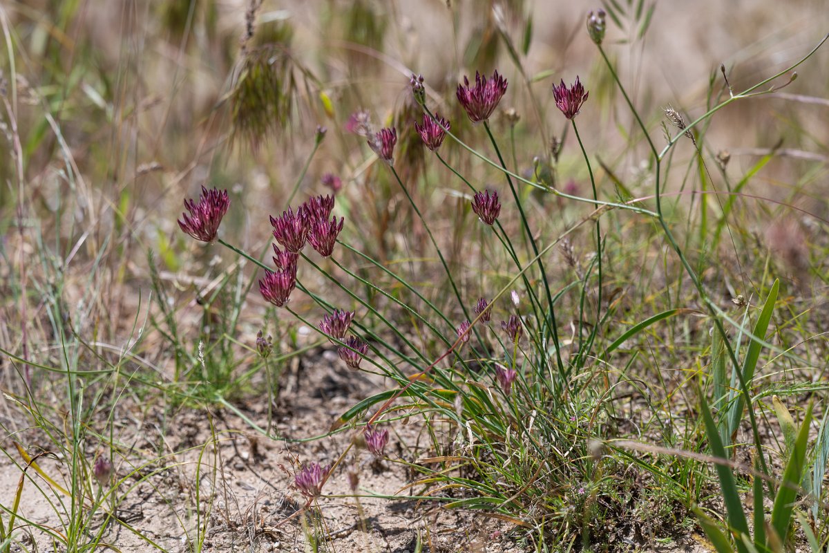 DPPhotography - Uzbekistan - Allium inconspicuum - A.jpg - Allium inconspicuum - Takhta-Karacha Pass, Uzbekistan