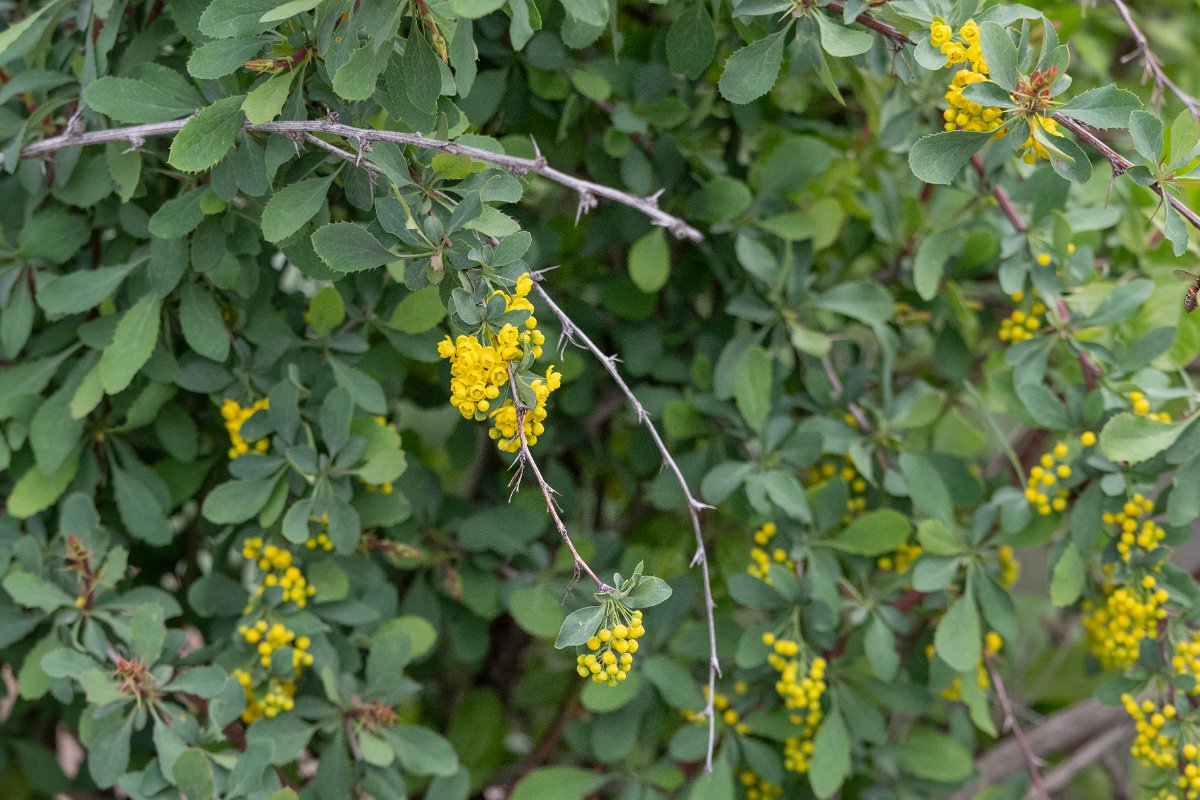 DPPhotography - Uzbekistan - Berberis integerrima - A.jpg - Berberis integerrima - Zaamin National Park, Uzbekistan