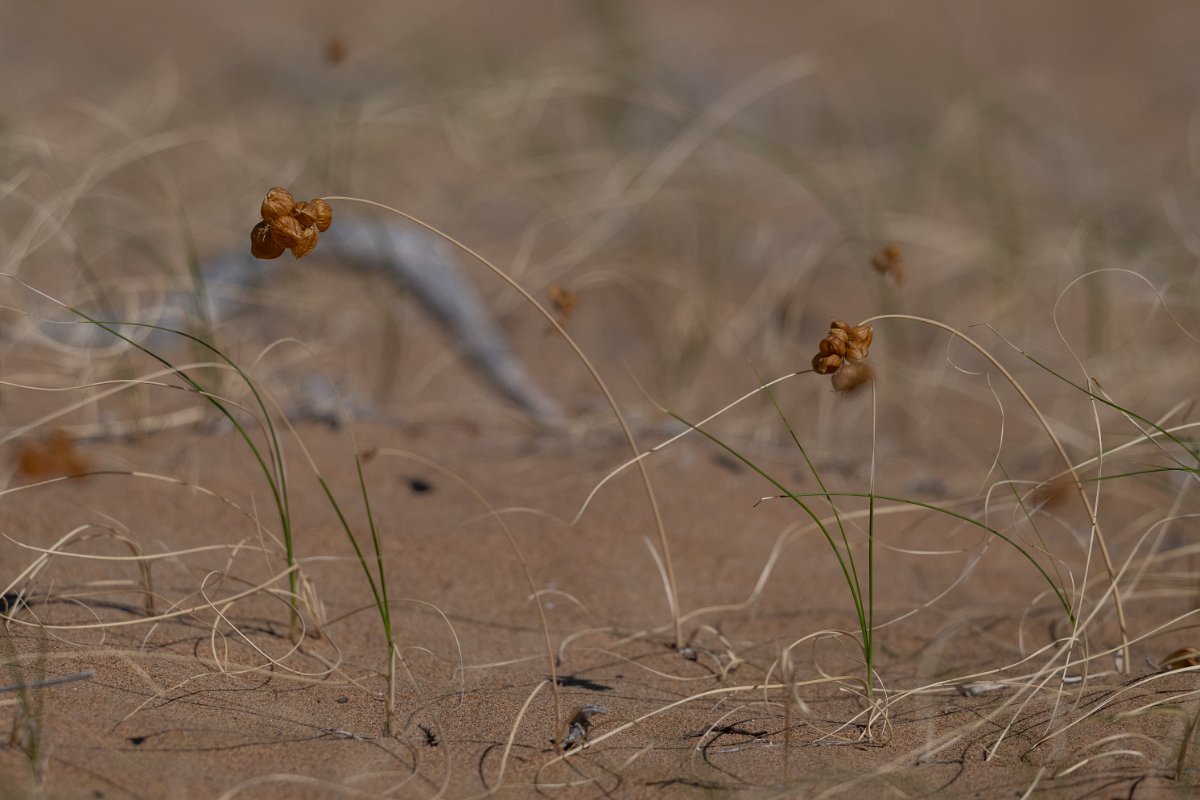 DPPhotography - Uzbekistan - Carex physodes - A.jpg - Carex physodes - Kyzylkum Desert, Uzbekistan