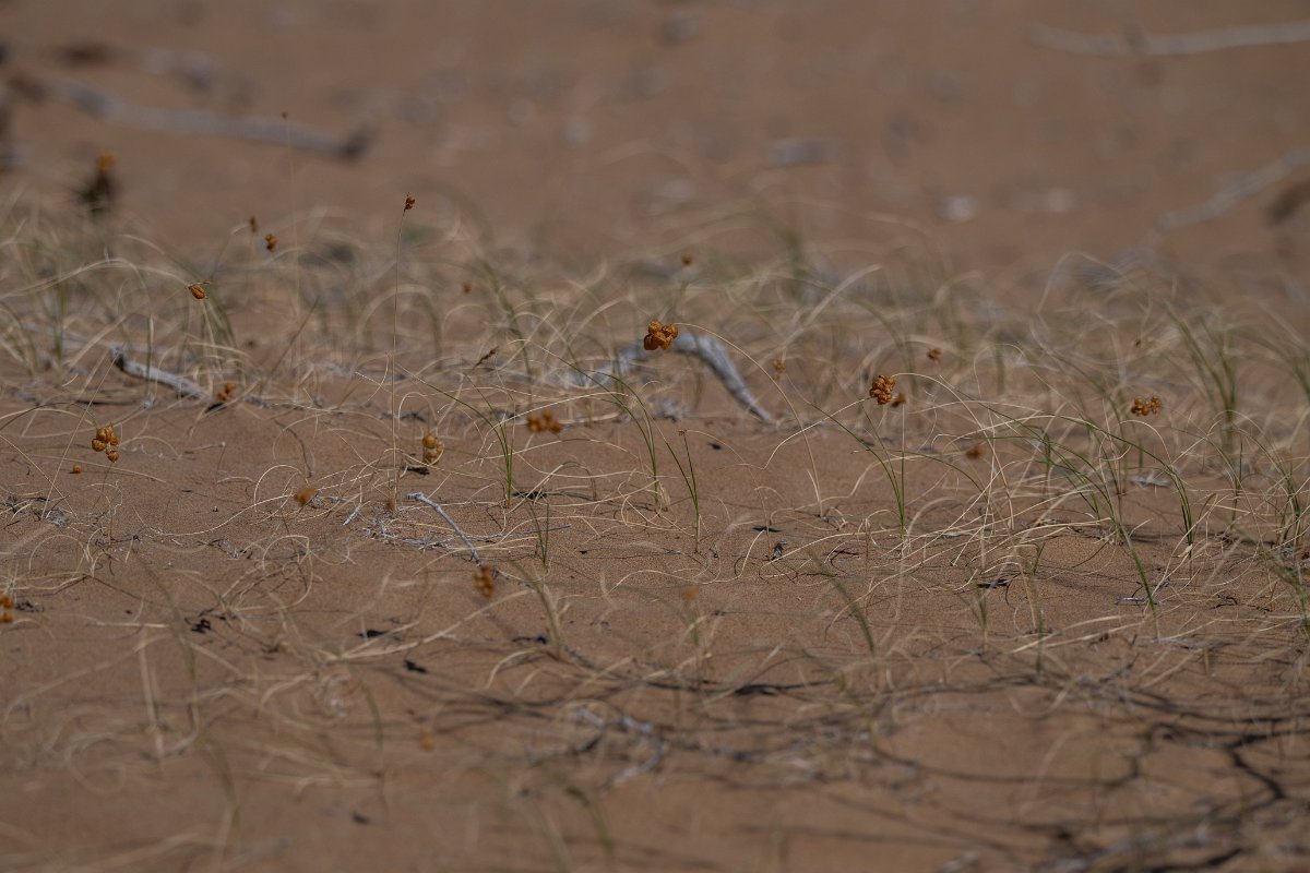 DPPhotography - Uzbekistan - Carex physodes - B.jpg - Carex physodes - Kyzylkum Desert, Uzbekistan