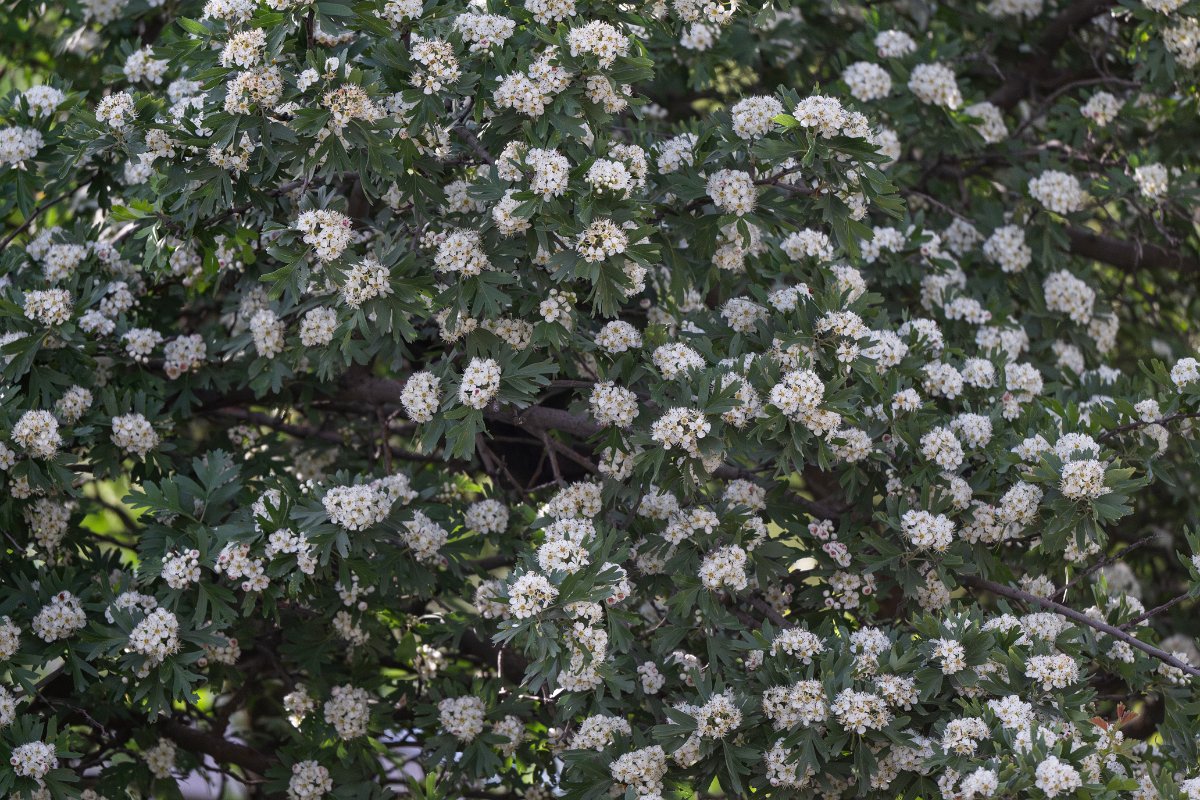 DPPhotography - Uzbekistan - Crataegus pontica - A.jpg - Crataegus pontica - Takhta-Karacha Pass, Uzbekistan
