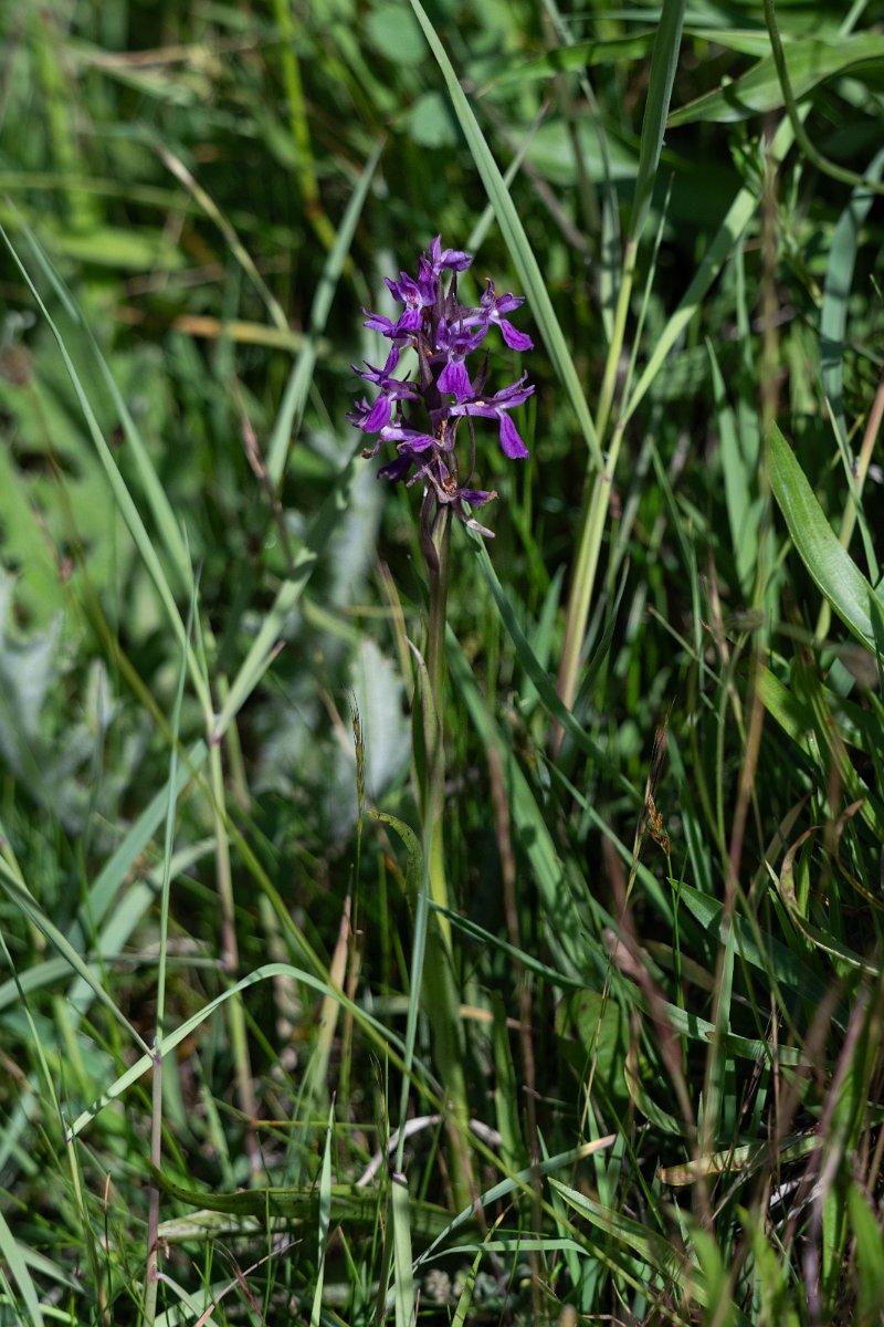 DPPhotography - Uzbekistan - Dactylorhiza umbrosa - A.jpg - Dactylorhiza umbrosa - Takhta-Karacha Pass, Uzbekistan