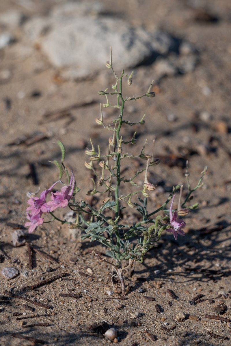 DPPhotography - Uzbekistan - Delphinium camptocarpum - A.jpg - Delphinium camptocarpum - Kyzylkum Desert