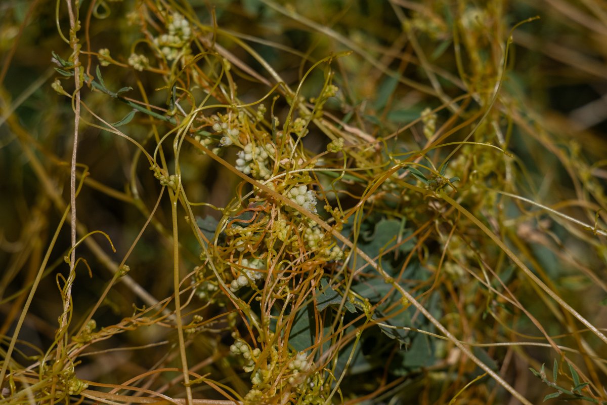 DPPhotography - Uzbekistan - Dodder - A.jpg - a dodder, Cuscuta sp - Jeyran Eco Centre, Uzbekistan