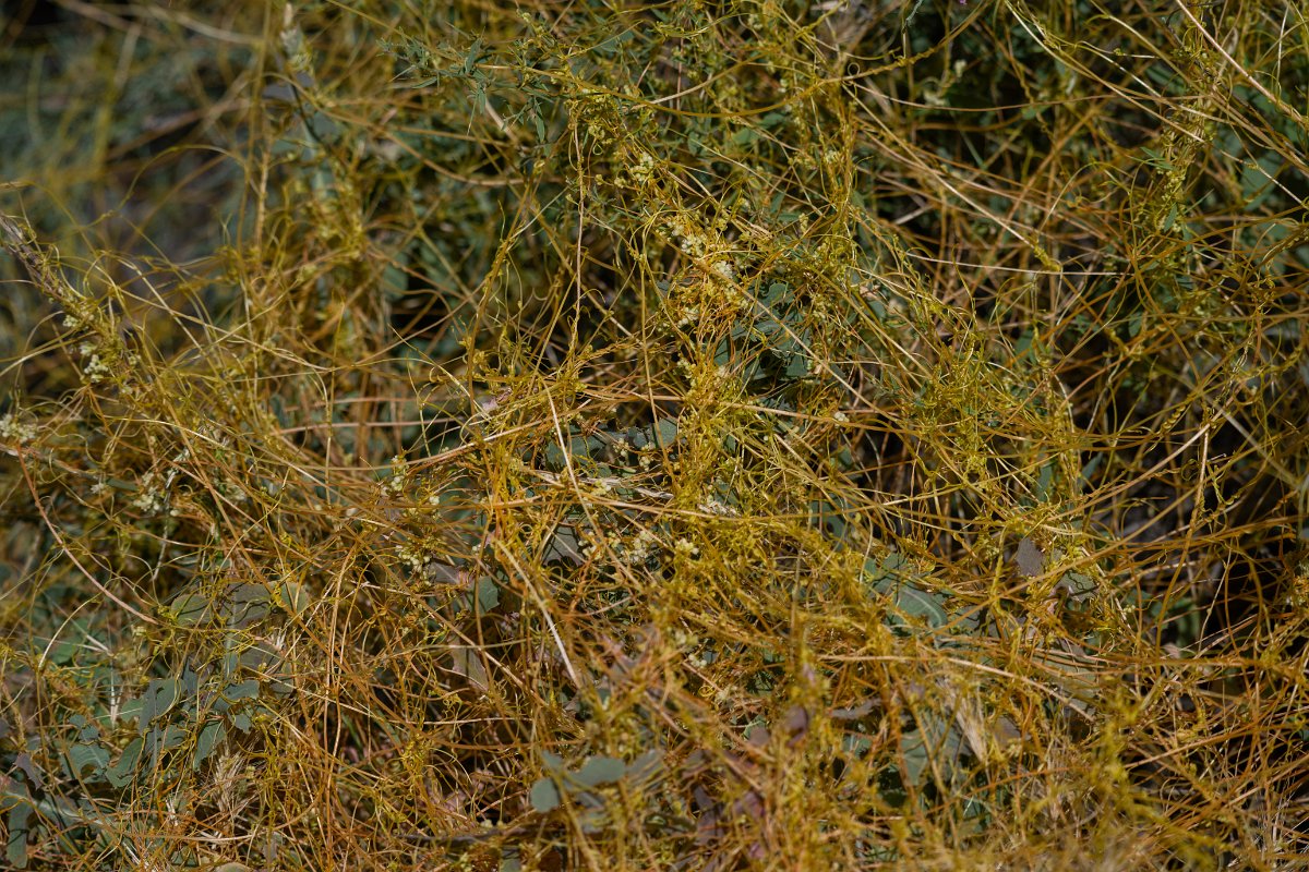 DPPhotography - Uzbekistan - Dodder - B.jpg - a dodder, Cuscuta sp - Jeyran Eco Centre, Uzbekistan
