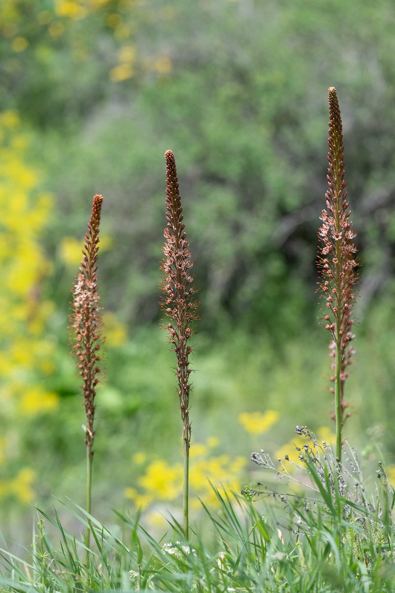 DPPhotography - Uzbekistan - Eremurus regelii - A.jpg - Eremurus regelii - Zaamin National Park, Uzbekistan