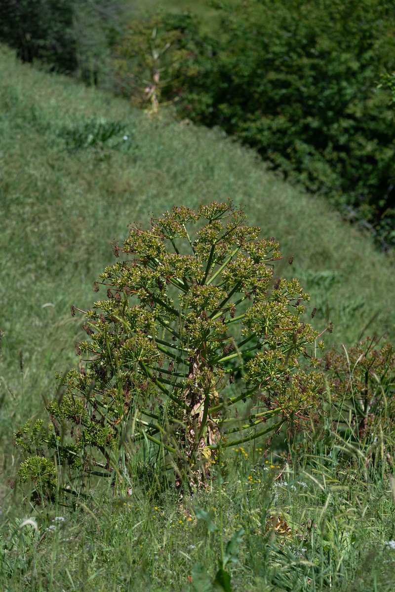 DPPhotography - Uzbekistan - Ferula kuhistanica - A.jpg - Ferula kuhistanica - Takhta-Karacha Pass, Uzbekistan