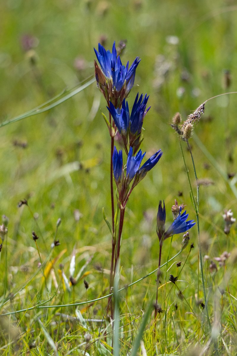 DPPhotography - Uzbekistan - Gentiana oliveri - A.jpg - Gentiana oliveri - Takhta-Karacha Pass, Uzbekistan