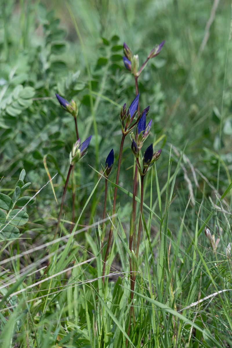DPPhotography - Uzbekistan - Gentiana oliveri - B.jpg - Gentiana oliveri - Zaamin National Park, Uzbekistan