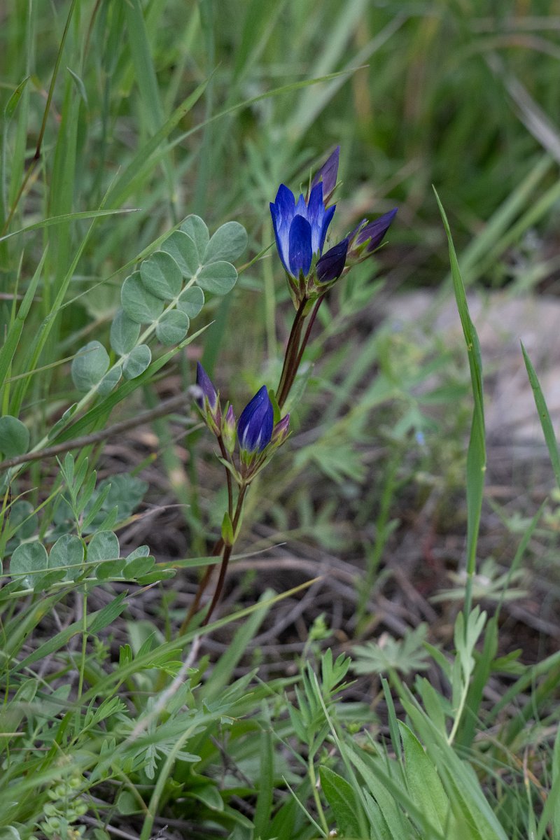 DPPhotography - Uzbekistan - Gentiana oliveri - C.jpg - Gentiana oliveri - Zaamin National Park, Uzbekistan