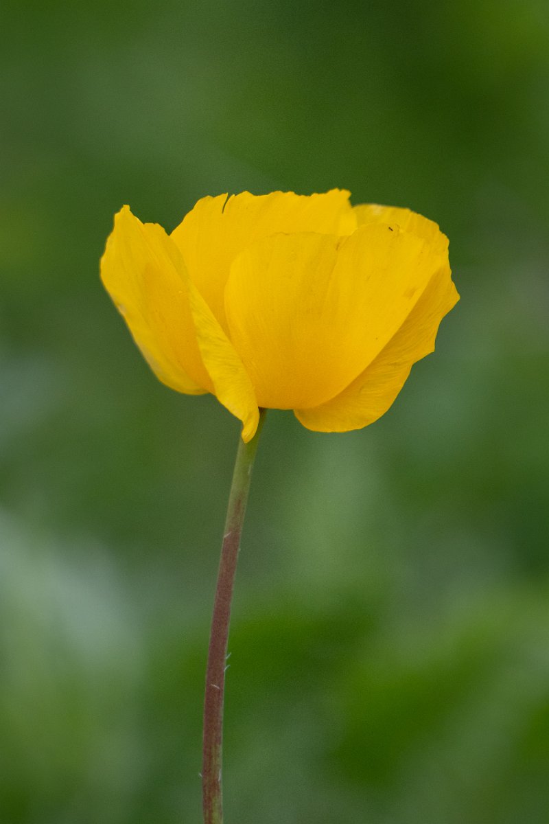 DPPhotography - Uzbekistan - Glaucium fimbrilligerum - B.jpg - Glaucium fimbrilligerum - Zaamin National Park, Uzbekistan