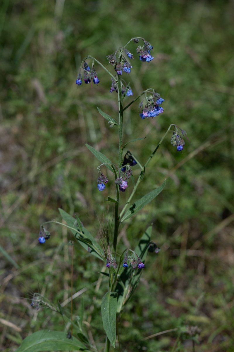DPPhotography - Uzbekistan - Lindelofia anchusoides - A.jpg - Lindelofia anchusoides -&nbsp;Zeravshan Nature Reserve, Uzbekistan